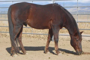Lazy M Horses