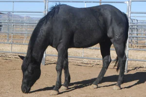 Lazy M Horses