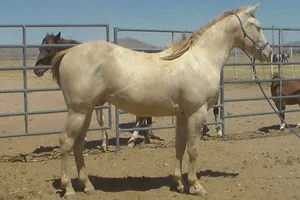 Lazy M Horses